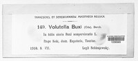 Volutella buxi image